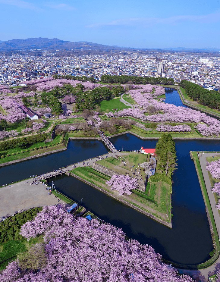 五稜郭の桜（函館）